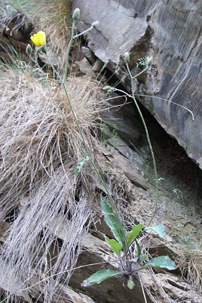 Hieracium spec3 ? \ Habichtskraut, F Pyrenäen, Err 26.6.2008