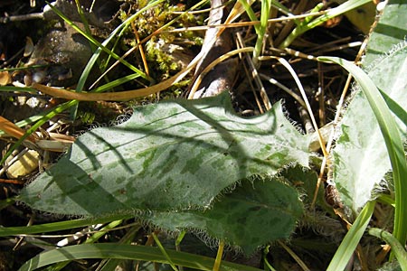 Hieracium pictum \ Geflecktes Habichtskraut / Variegated Hawkweed, F Saint-Guilhem-le-Desert 1.6.2009