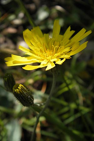 Hieracium pictum \ Geflecktes Habichtskraut / Variegated Hawkweed, F Saint-Guilhem-le-Desert 1.6.2009