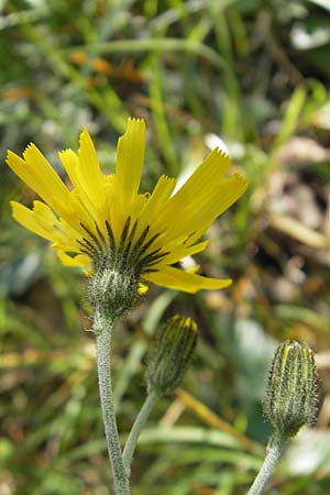 Hieracium pictum \ Geflecktes Habichtskraut / Variegated Hawkweed, F Saint-Guilhem-le-Desert 1.6.2009