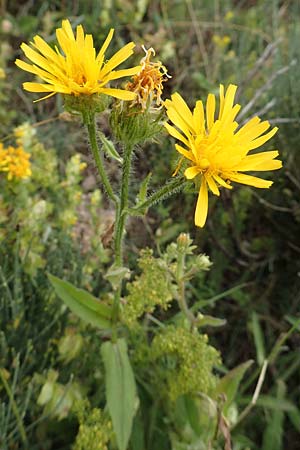 Crepis blattarioides \ Schabenkraut-Pippau, F Pyrenäen, Col de Mantet 28.7.2018