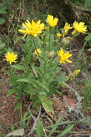 Crepis blattarioides \ Schabenkraut-Pippau, F Pyrenäen, Col de Mantet 28.7.2018