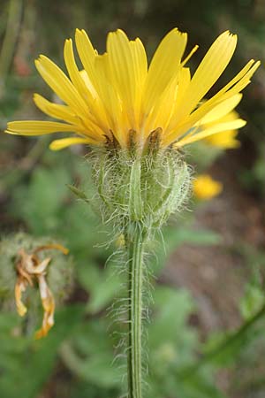 Crepis blattarioides \ Schabenkraut-Pippau, F Pyrenäen, Col de Mantet 28.7.2018