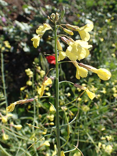 Hirschfeldia incana \ Grau-Senf / Shortpod Mustard, Buchanweed, F Grasse 2.5.2023