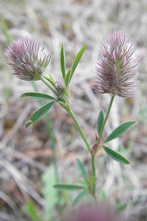 Trifolium arvense \ Hasen-Klee, F Bitche 25.6.2011