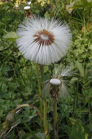 Tussilago farfara \ Huflattich, F Allevard 11.6.2006