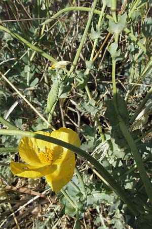 Glaucium flavum \ Gelber Hornmohn / Yellow Horned Poppy, F S. Gilles 7.6.2006