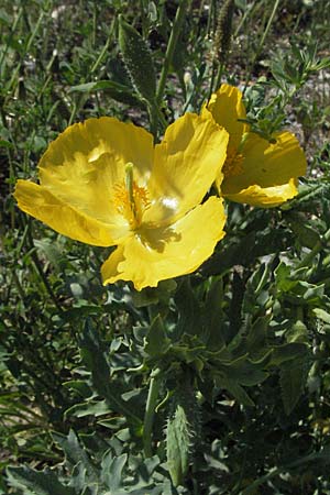 Glaucium flavum / Yellow Horned Poppy, F Digne 12.5.2007