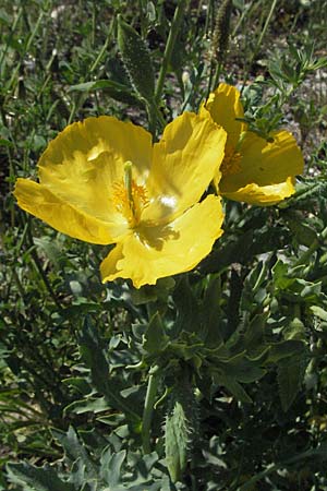 Glaucium flavum \ Gelber Hornmohn, F Digne 12.5.2007