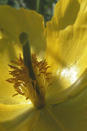 Glaucium flavum \ Gelber Hornmohn, F Digne 12.5.2007