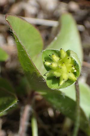 Hepatica nobilis \ Leberblmchen / Liverleaf, F Sisteron 4.5.2023