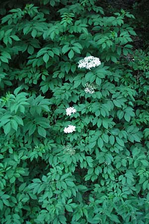 Sambucus nigra \ Schwarzer Holunder, F Valleraugue 8.6.2006