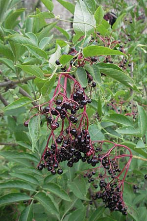 Sambucus nigra / Elder, F Pyrenees, Villefranche de Conflent 8.8.2006