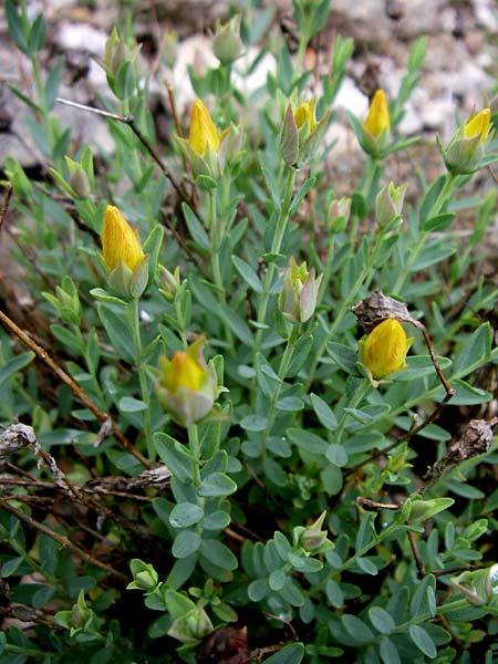 Hypericum olympicum / Mount Olymp St. John's-Wort, F Vosges, Botan. Gar.  Haut Chitelet 5.8.2008