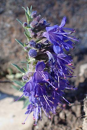 Hyssopus officinalis \ Ysop, Isop, F Ventavon 6.10.2021