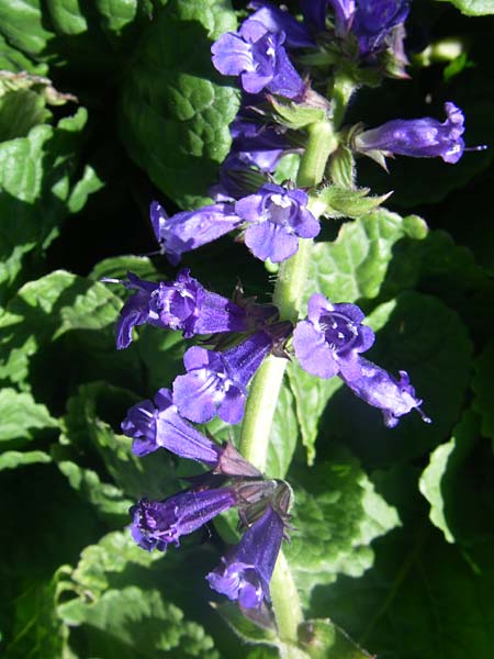 Horminum pyrenaicum \ Drachenmaul / Pyrenean Dead-Nettle, F Col de Lautaret Botan. Gar. 28.6.2008