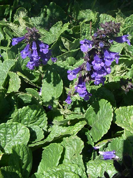 Horminum pyrenaicum \ Drachenmaul / Pyrenean Dead-Nettle, F Col de Lautaret Botan. Gar. 28.6.2008