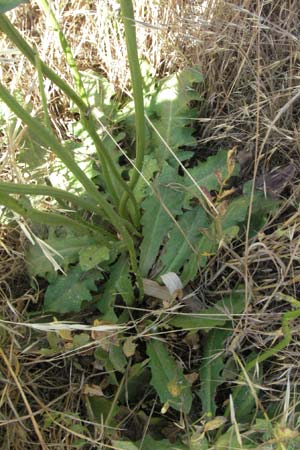 Hypochaeris radicata \ Gewhnliches Ferkelkraut / Common Cat's-Ear, F S. Gilles 7.6.2006