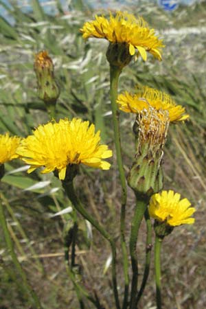 Hypochaeris radicata \ Gewhnliches Ferkelkraut / Common Cat's-Ear, F S. Gilles 7.6.2006