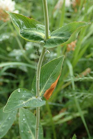 Hypericum richeri subsp. richeri \ Richers Johanniskraut, F Col de la Bonette 8.7.2016