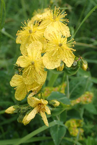 Hypericum richeri subsp. richeri \ Richers Johanniskraut / Richer's St. John's-Wort, F Col de la Bonette 8.7.2016