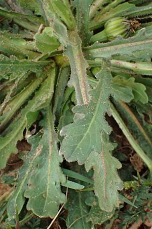 Hedypnois rhagadioloides \ Rhrchenkraut / Cretan Weed, F St. Martin-de-Crau 17.3.2024