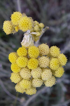 Helichrysum stoechas \ Wohlriechende Strohblume, F Greoux-les-Bains 23.6.2008