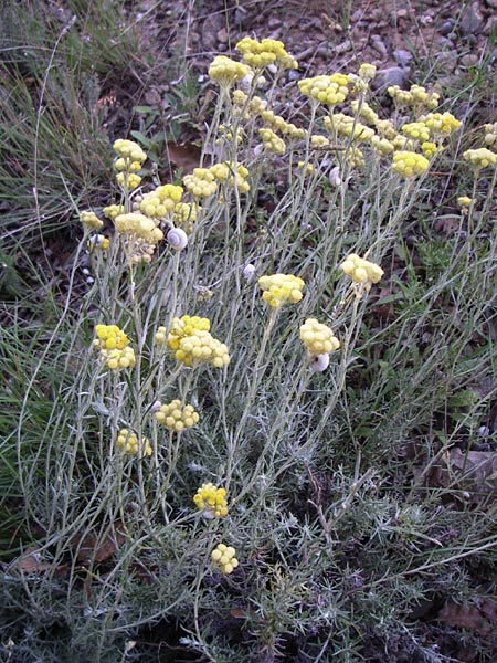 Helichrysum stoechas \ Wohlriechende Strohblume, F Greoux-les-Bains 23.6.2008