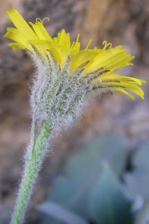 Hieracium tomentosum / Wooly Hawkweed, F Grand Canyon du Verdon 23.6.2008