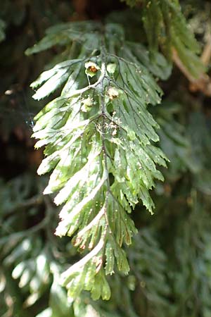 Hymenophyllum tunbrigense \ Englischer Hautfarn / Tunbridge Filmy Fern, F Turquestein-Blancrupt 5.6.2018