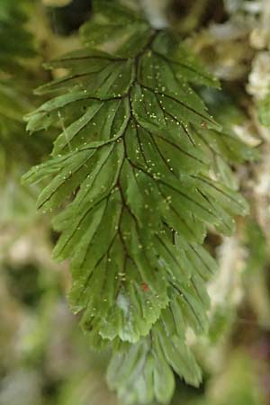 Hymenophyllum tunbrigense \ Englischer Hautfarn, F Turquestein-Blancrupt 5.6.2018