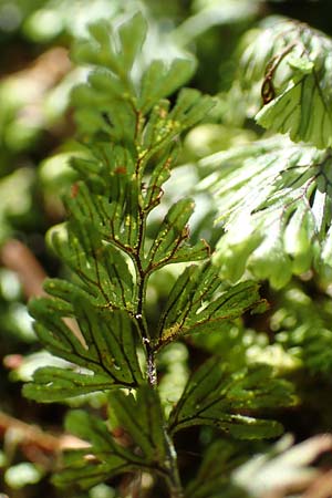 Hymenophyllum tunbrigense \ Englischer Hautfarn / Tunbridge Filmy Fern, F Turquestein-Blancrupt 5.6.2018
