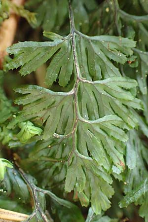 Hymenophyllum tunbrigense \ Englischer Hautfarn, F Turquestein-Blancrupt 5.6.2018