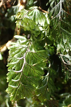 Hymenophyllum tunbrigense \ Englischer Hautfarn, F Turquestein-Blancrupt 5.6.2018