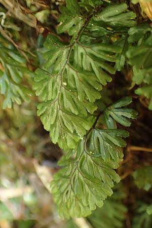 Hymenophyllum tunbrigense \ Englischer Hautfarn, F Turquestein-Blancrupt 5.6.2018