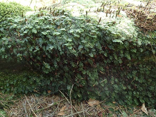 Hymenophyllum tunbrigense / Tunbridge Filmy Fern, F Turquestein-Blancrupt 5.6.2018