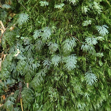Hymenophyllum tunbrigense / Tunbridge Filmy Fern, F Turquestein-Blancrupt 5.6.2018