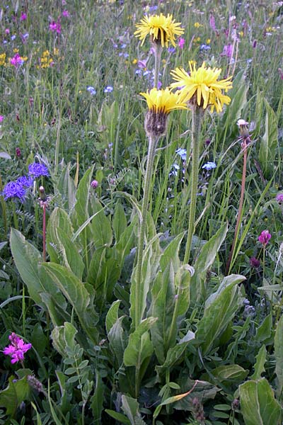 Crepis pontana \ Berg-Pippau, F Col du Galibier 21.6.2008