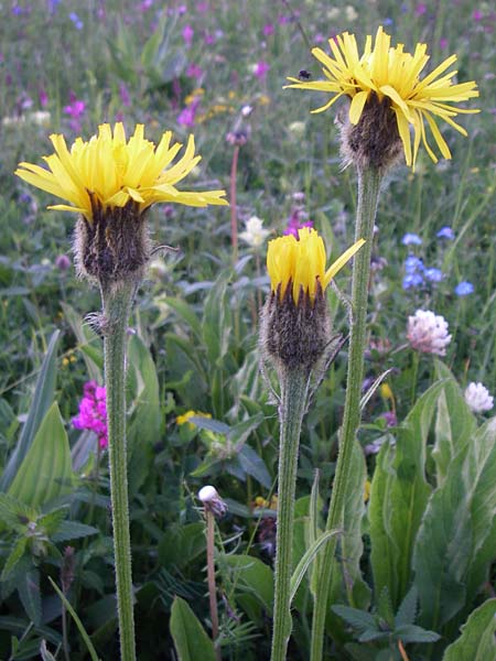 Crepis pontana \ Berg-Pippau, F Col du Galibier 21.6.2008