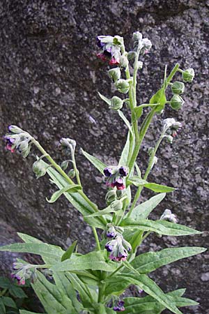 Cynoglossum officinale \ Gewhnliche Hundszunge / Hound's-Tongue, F Pyrenäen/Pyrenees, Eyne 25.6.2008