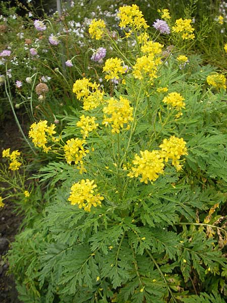 Descurainia tanacetifolia / Tansy-Leaved Mustard, F Botan. Gar.  Tourmalet 26.8.2011