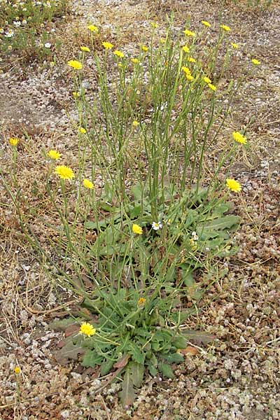 Hypochaeris radicata / Common Cat's-Ear, F Sète 6.6.2009