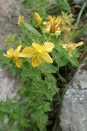 Hypericum maculatum \ Geflecktes Johanniskraut / Imperforate St. John's-Wort, F Pyrenäen/Pyrenees, Canigou 24.7.2018