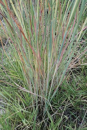 Hyparrhenia hirta \ Behaartes Kahngras / Thatching Grass, Coolatai Grass, F Pyrenäen/Pyrenees, Eus 27.7.2018