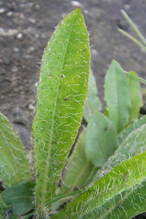 Hieracium fallacinum ? \ Trgerisches Habichtskraut, F Elsass, Blodelsheim 9.6.2010