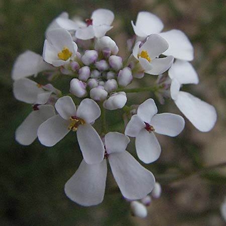 Iberis pinnata \ Fiederblttrige Schleifenblume / Winged Candytuft, F Lapanouse-de-Cernon 14.5.2007