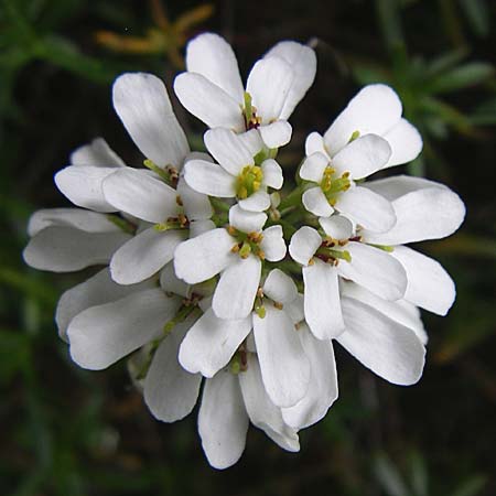 Iberis sempervirens \ Immergrne Schleifenblume, F Pyrenäen, Eyne 25.6.2008