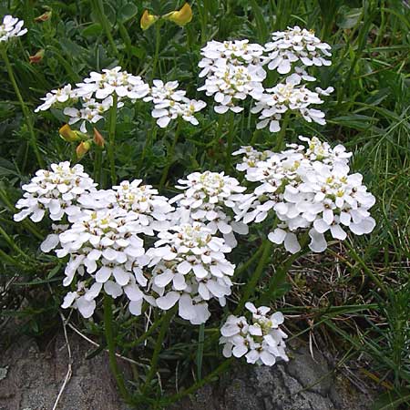 Iberis sempervirens \ Immergrne Schleifenblume, F Pyrenäen, Eyne 25.6.2008