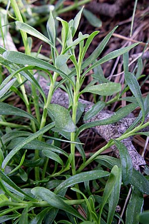 Iberis sempervirens \ Immergrne Schleifenblume / Perennial Candytuft, European Candytuft, F Pyrenäen/Pyrenees, Eyne 25.6.2008