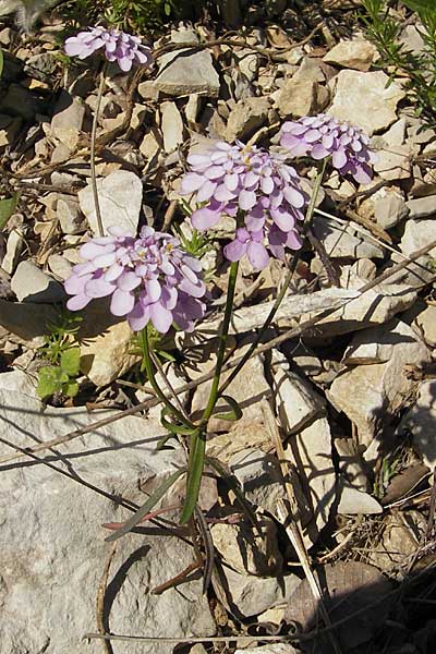 Iberis linifolia \ Leinblttrige Schleifenblume, F Tarn - Schlucht 29.5.2009